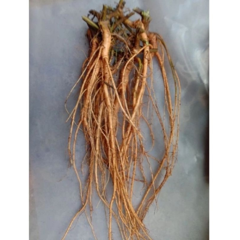 

AKAR PUTRI MALU SEGAR 100 GRAM