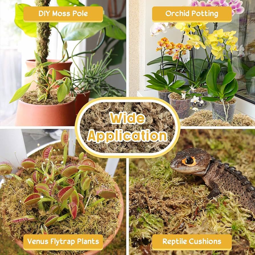 Sphagnum Moss Media Tanam Dan Substrate Reptile Substrate Paludarium Vivarium Substrate BioActive
