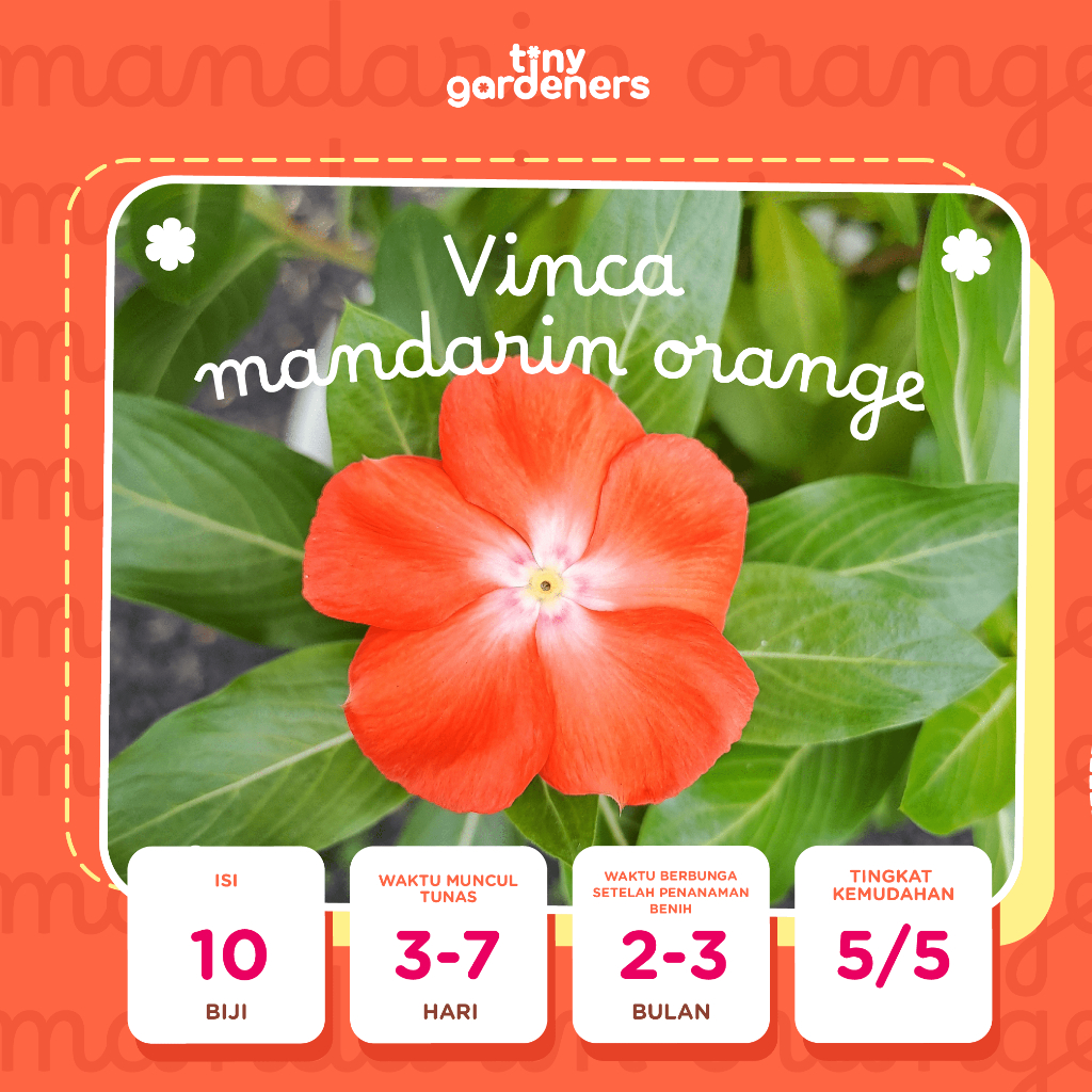 Biji Vinca Mandarin Orange / Vinca Orange / Tapak Dara Mandarin Orange