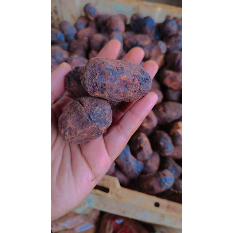 

Gambir kecil maha bunga