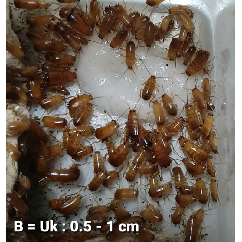 Kecoa turkish 0.5-1 cm pakan reptil