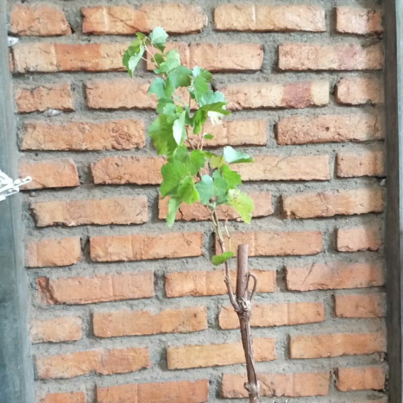 

Tanaman Buah Anggur Pohon Anggur