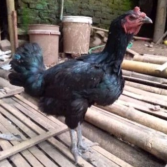 ayam pelung babon betina