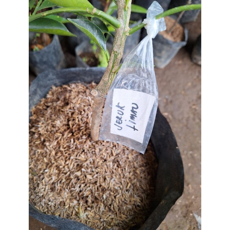 Bibit Jeruk Limau // Jeruk Sambal Sudah Berbuah