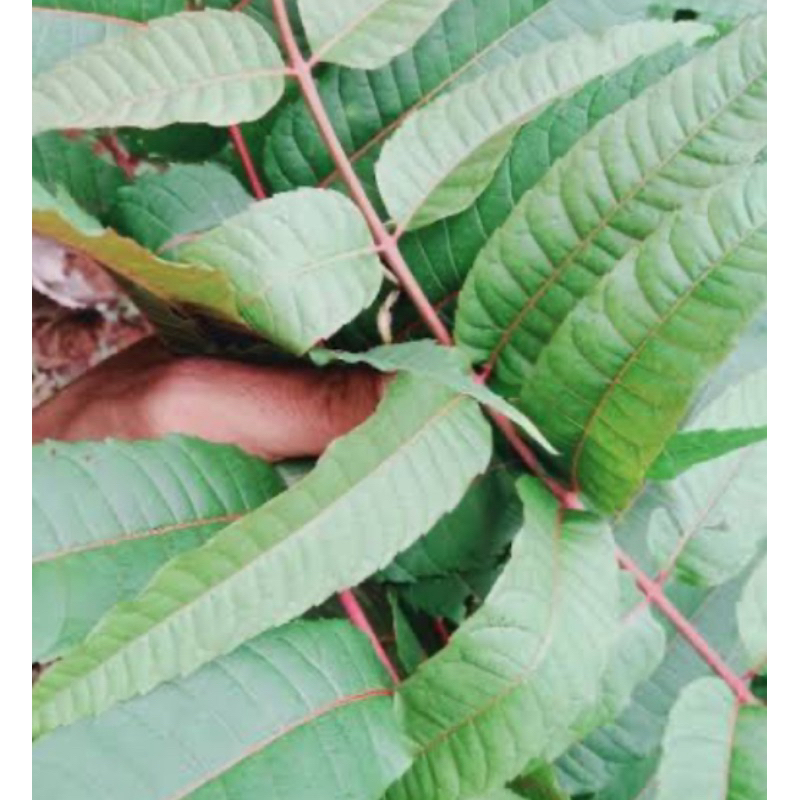 

Daun surian daun suren segar murni daun tanpa batang 250 gram-az