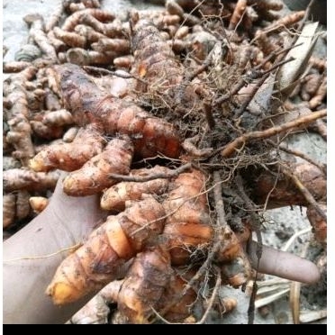 

KUNYIT SEGAR 1kg ASLI DARI DESA