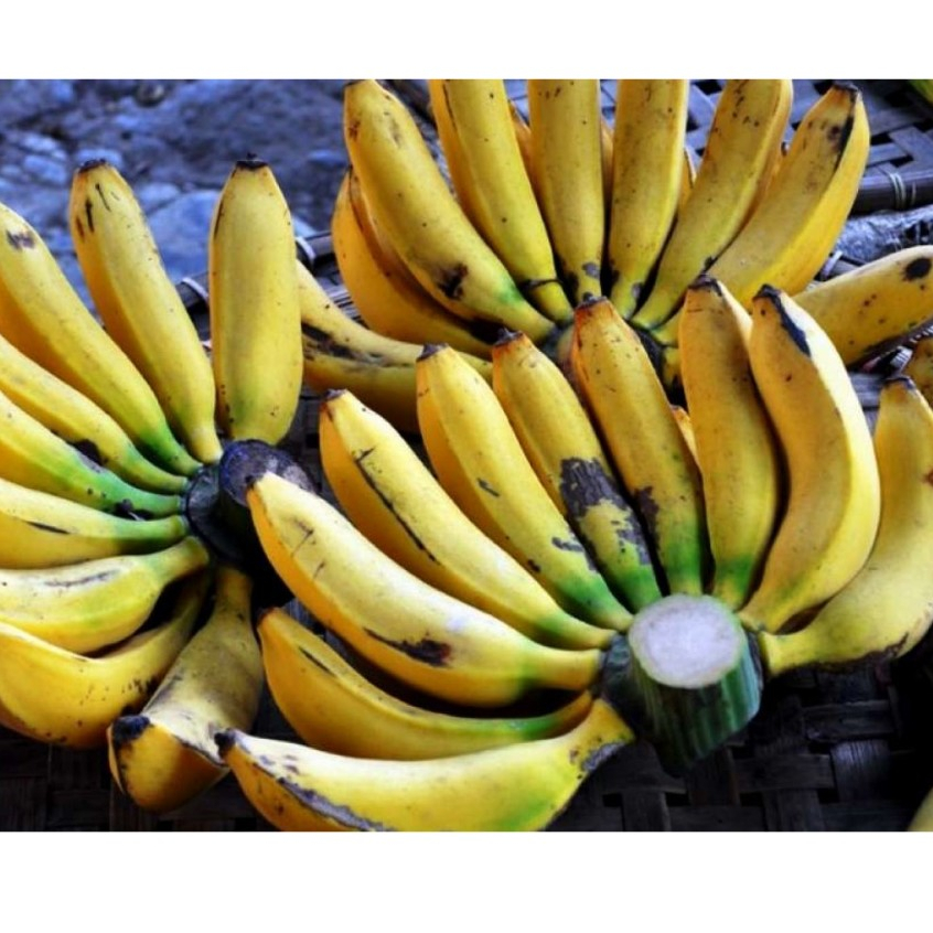 BIBIT TANAMAN BUAH PISANG RAJA /BIBIT PISANG RAJA SUPER
