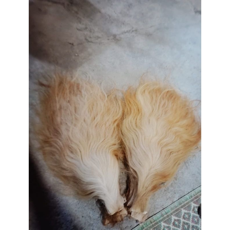 ekor sapi super