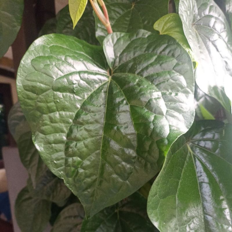 

Daun sirih per 10 lembar