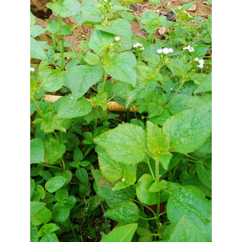 

daun babadotan 200gr diabet _lambung _kiista -asam urat dll