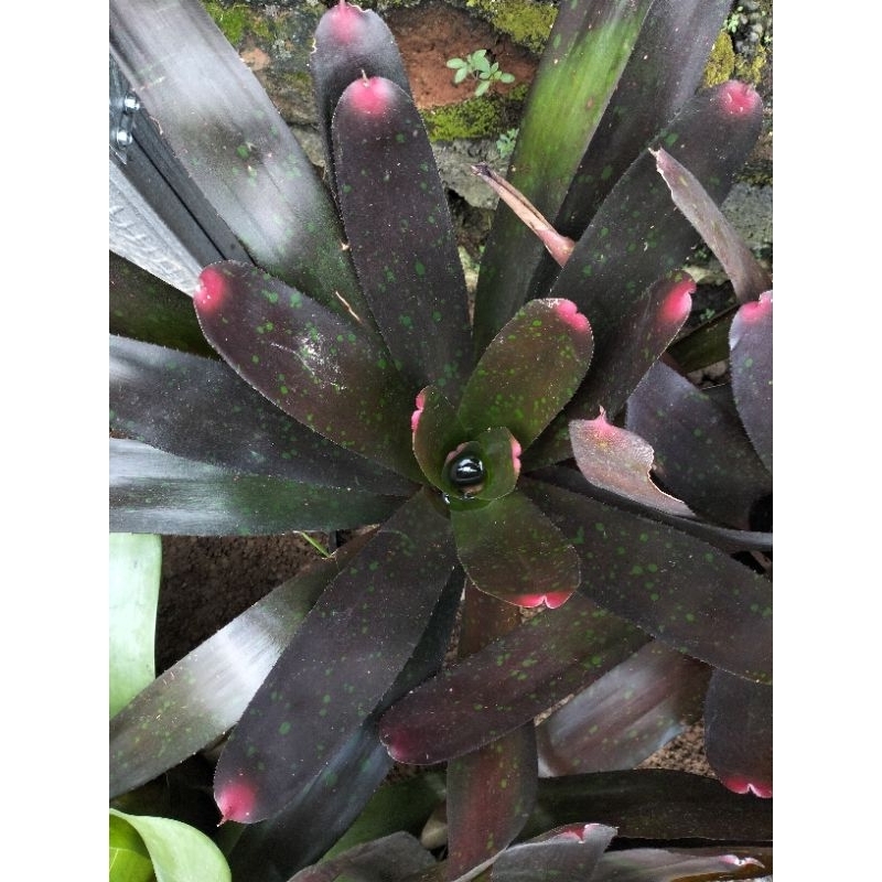 Bromelia Giant Red