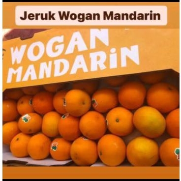 

Jeruk Wogan Mandarin Dinofresh /kg