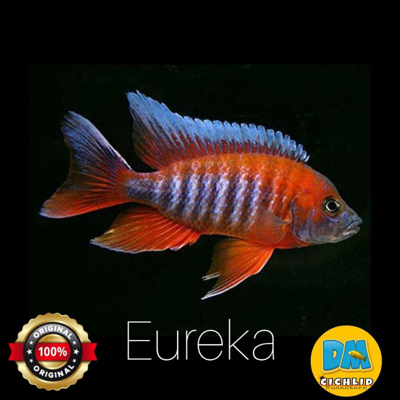 Eureka cichlid