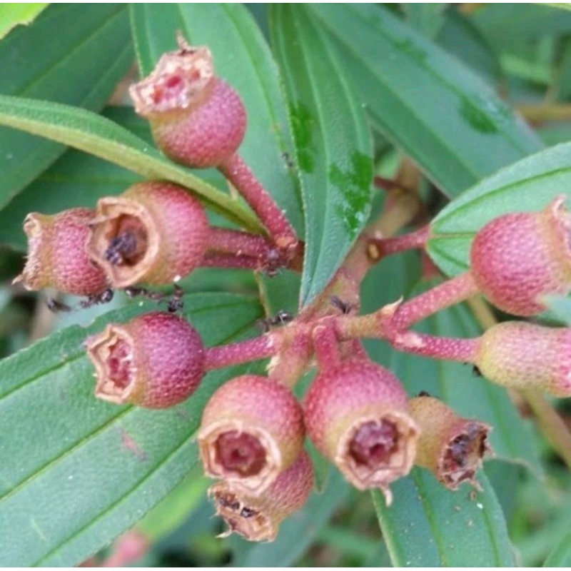 

Buah senggani segar murah 500 gram - Buah harendong gunung cidemia