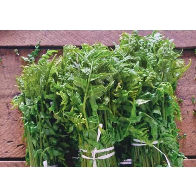 

SAYUR PAKU SEGAR DARI KEBUN | 2 IKAT 5.000