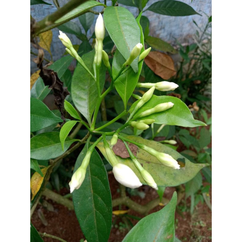 Cempaka/Bunga kantil putih 5 bunga kuncup Bibit Bunga Cempaka putih