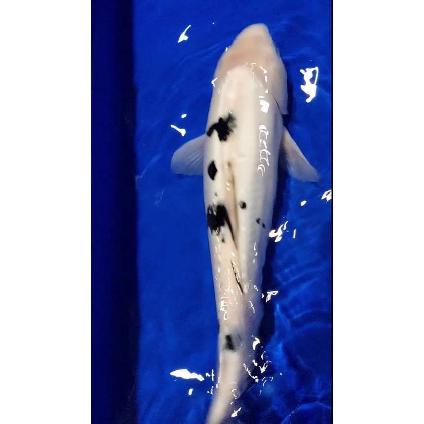 Koi Shiro Bekko Doitsu 39 cm Up