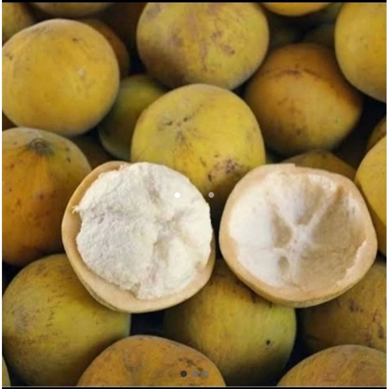 

buah kecapi fresh 1 kg / kecapi daun fresh 1 kg
