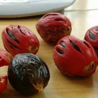 100 biji bibit pala unggul paling murah biji pala utuh untuk semai