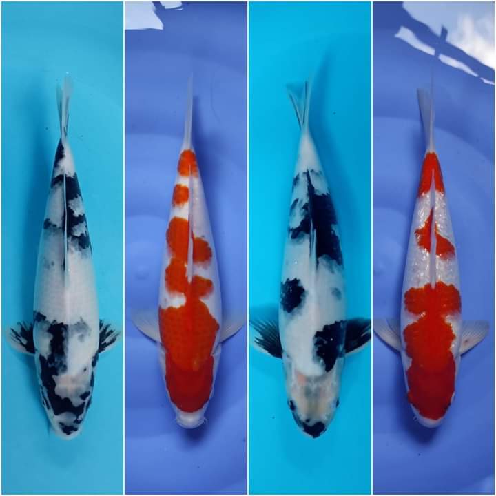 BIBIT IKAN KOI BLITAR UKURAN 5-7 CM BERKUALITAS HARGA PETANI / IKAN KOI