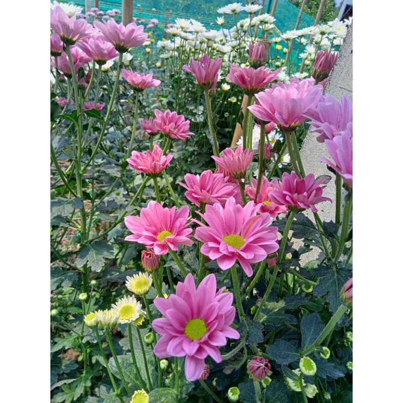ASTER BACARDI PINK