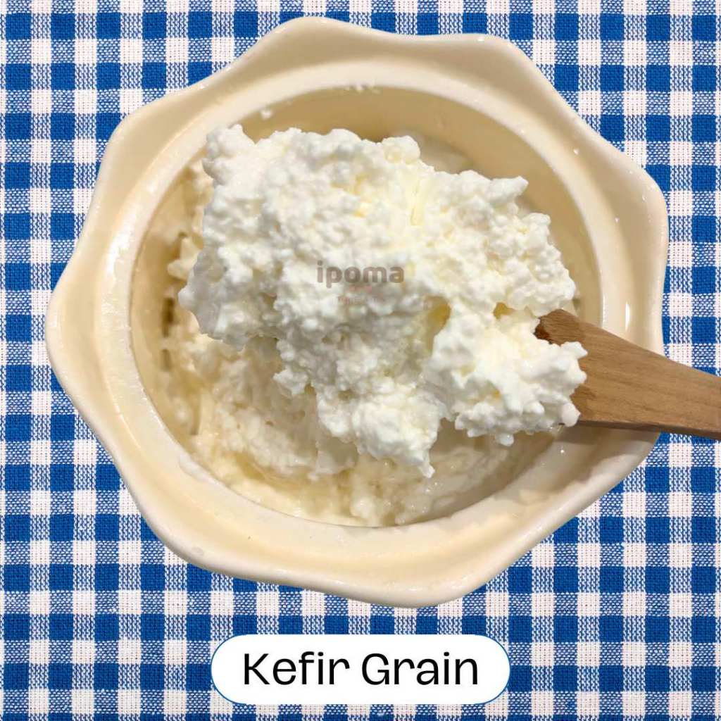 

Kefir Grain / Bibit Kefir Susu 25gr