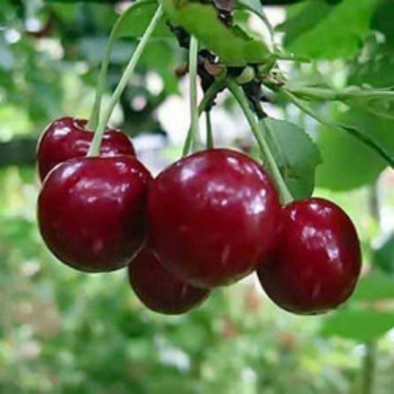 Bibit Cherry Jepang kondisi sudah berbuah valid