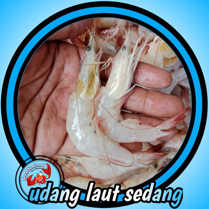 

UDANG LAUT SIZE SEDANG 1KG