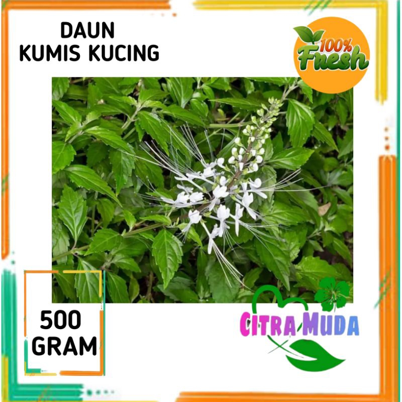 

DAUN KUMIS KUCING SEGAR 500GRAM