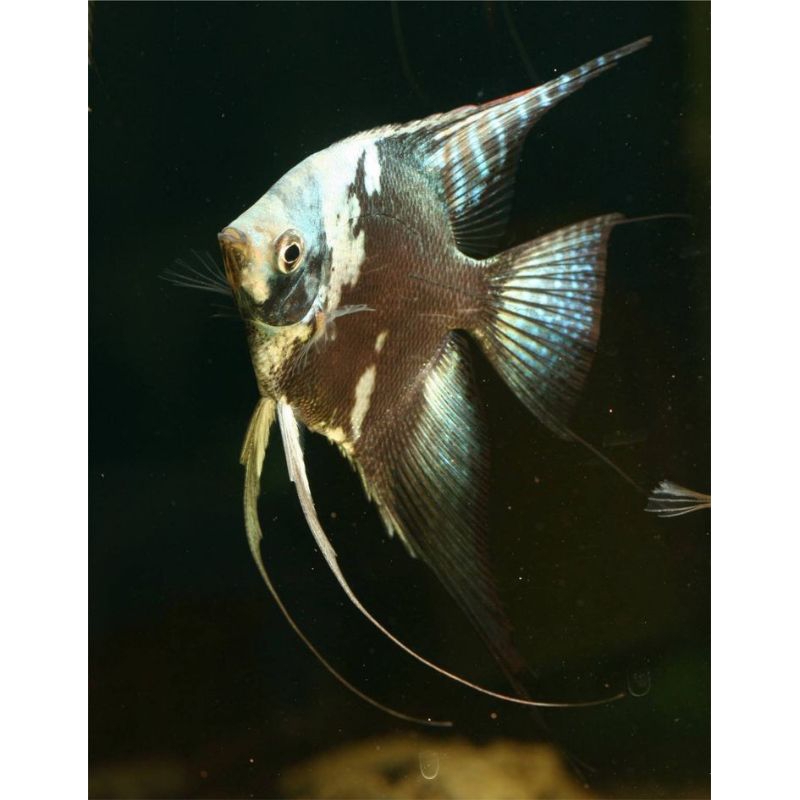 Paket Indukan Manfish Smokey Female - ETALASE AQUARIUM AQUASCAPE