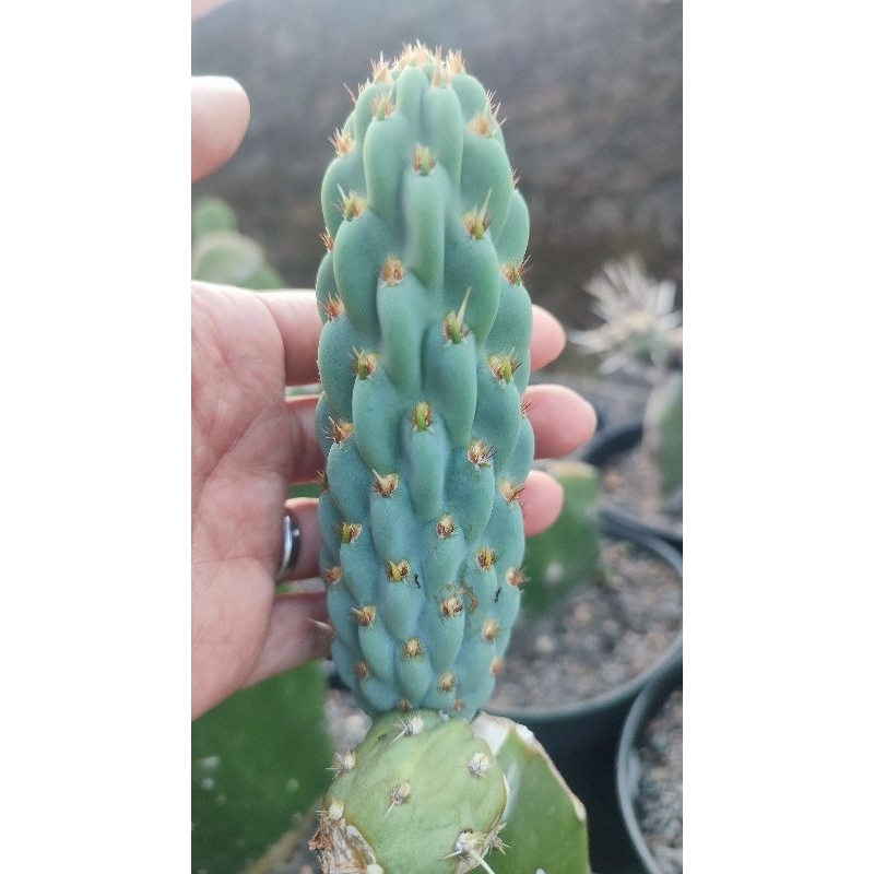Kaktus Opuntia Miquelii Gendut Fresh cut/akar