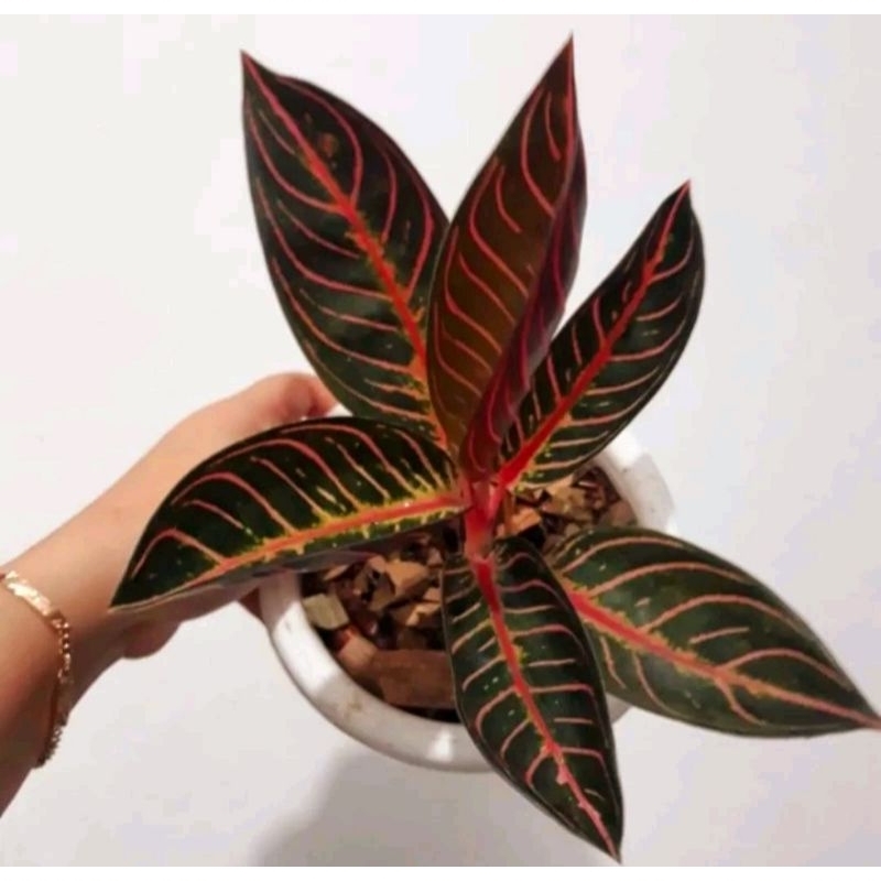 ( BISA COD ) Aglonema Red Sumatra Merah Mutasi Tanaman Hias Aglonema Aglaonema Red Sumatra Merah Mut