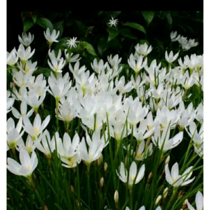 tanaman hias rain Lily putih