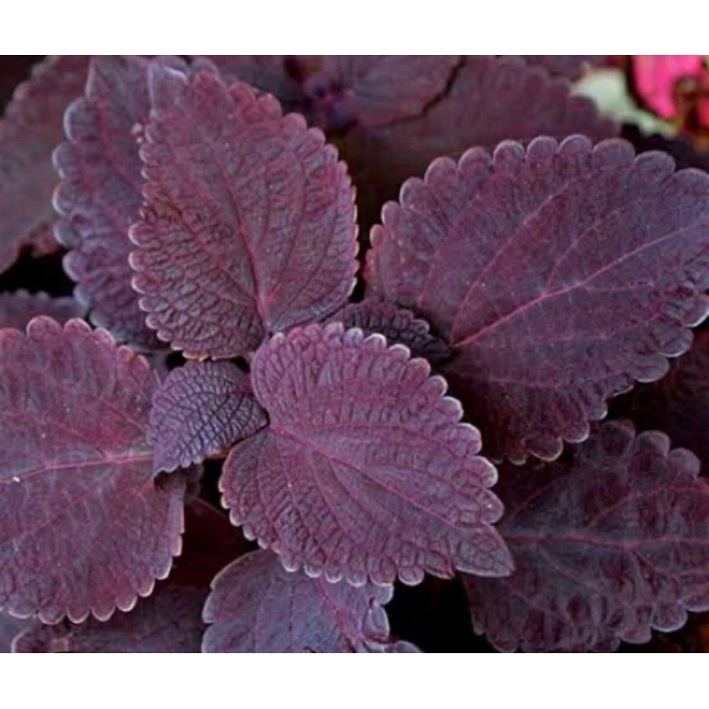 

Daun iler segar / daun jawer kotok segar 500 gram-az