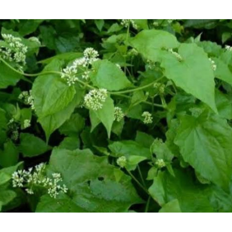 

Daun sembung rambat segar petik langsung 500 gram-az