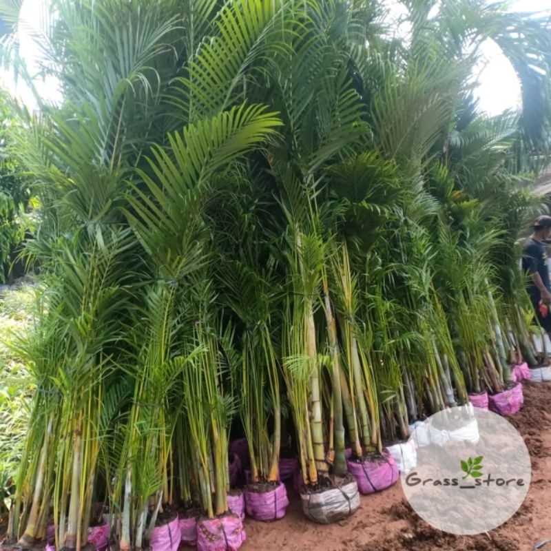 Pohon Palem kuning - Tanaman Hias Palem kuning tinggi 2 meter