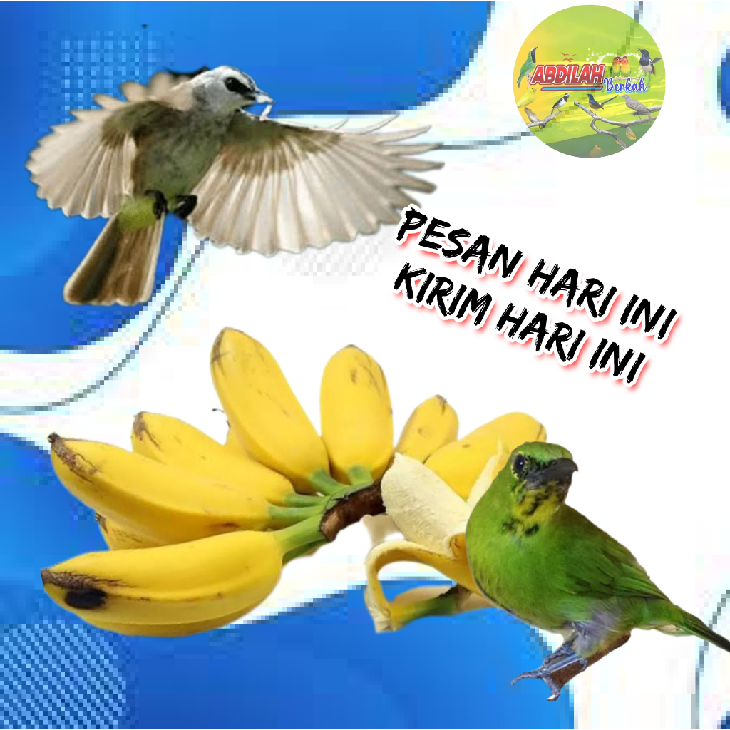 

pisang buah kepok 1 sisir abdilah berkah