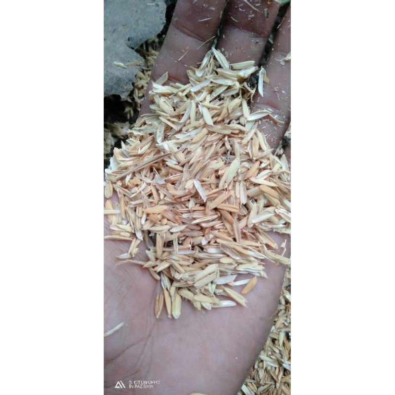 sekam padi/sekam gabah padi/merang padi/sekam padi murah berat 1100