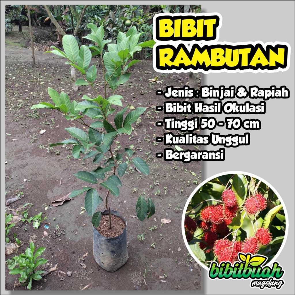 Bibit Rambutan Jenis Binjai dan Rapiah