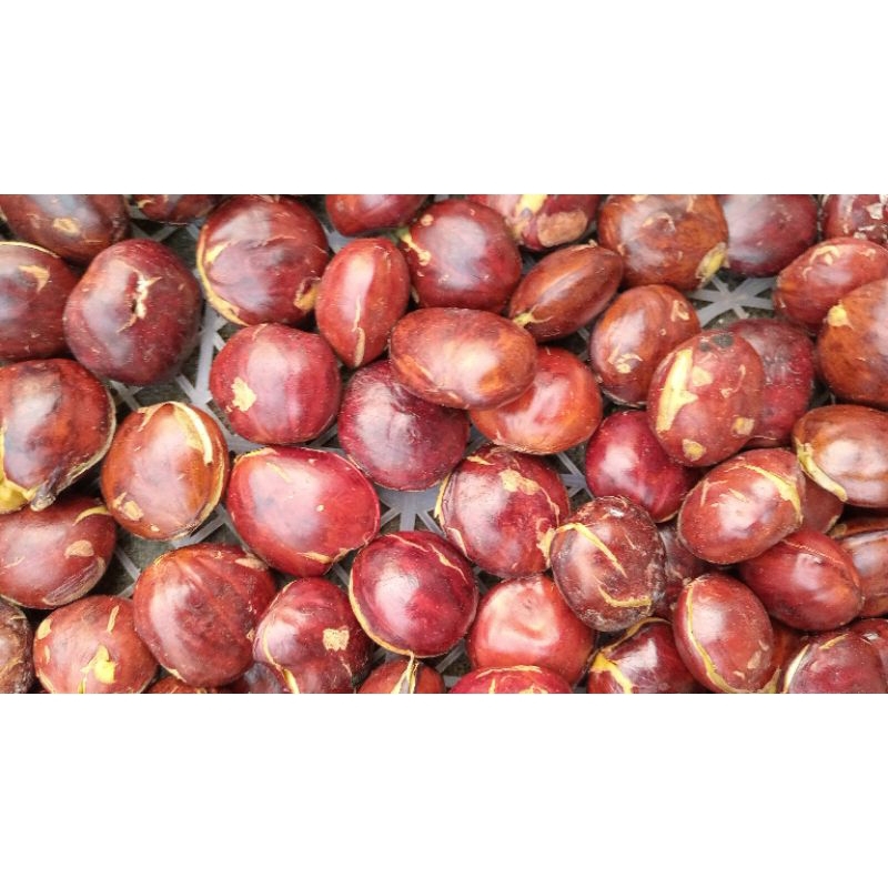 

jengkol