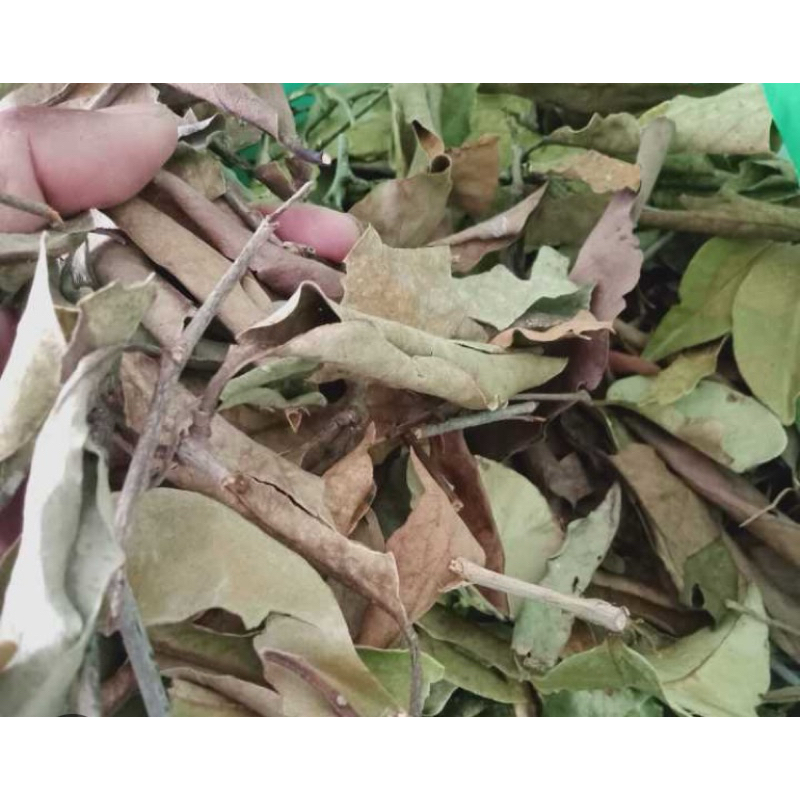 

Benalu mangga kering 250 gram kering alami-az