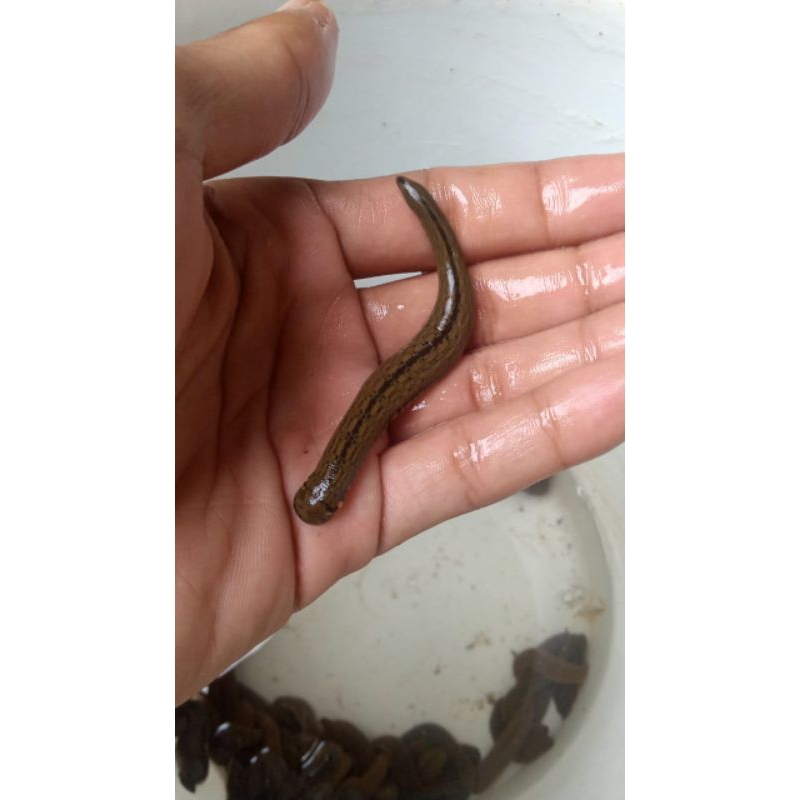 LINTAH HIDUP ALAM100% STERIL LINTAH TERAPI KESEHATAN SIZE CAMPUR SEDANG BESAR