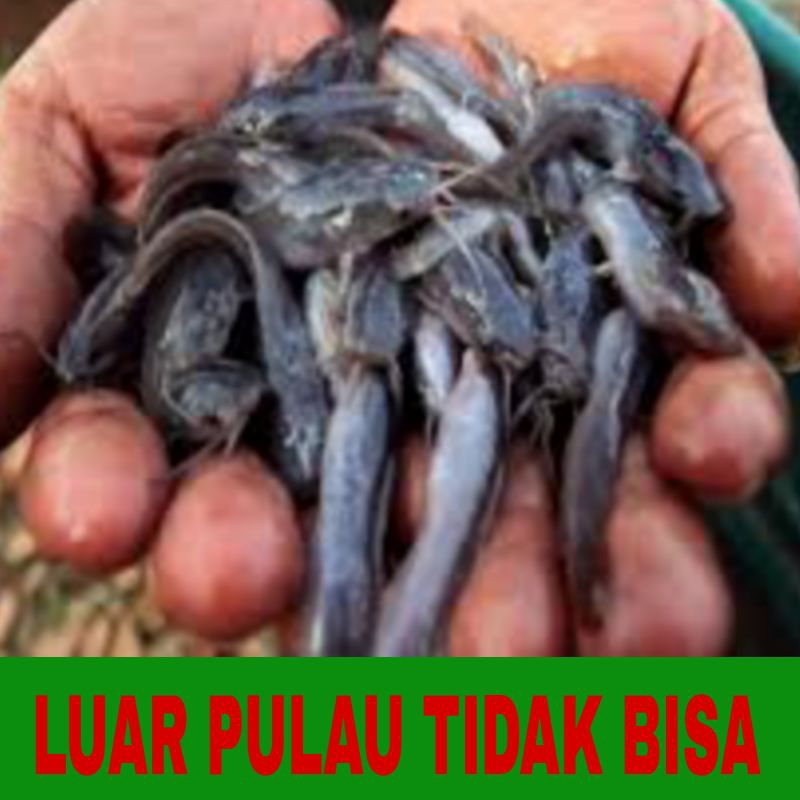 bibit lele dumbo isi 50 uk 4-6 bonus pakan bergaransi