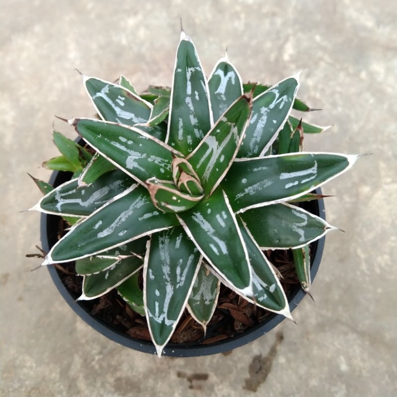 kaktus sukulent//agave victoria reginae cluster