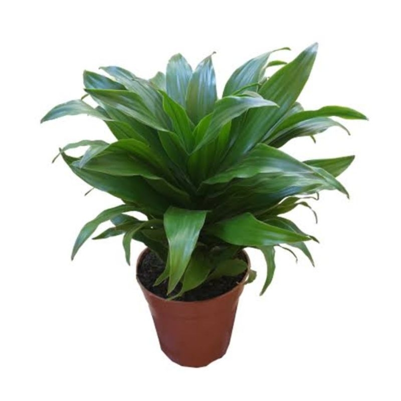tanaman Dracaena hijau Janet Craig