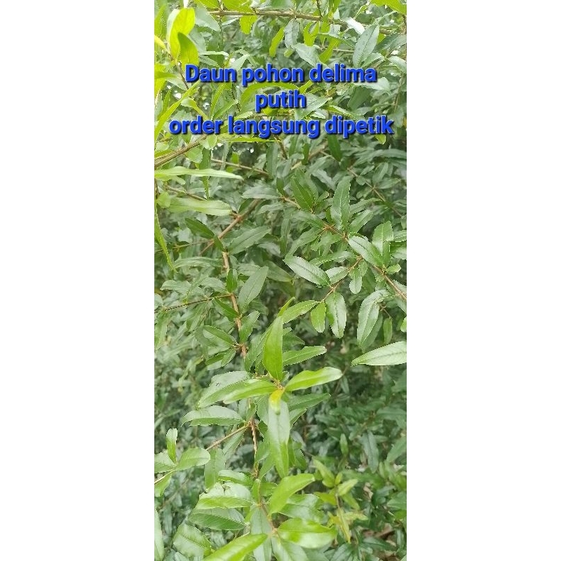 

Daun Delima Putih Asli Medan | Fresh | Organik non pestisida | 100gr