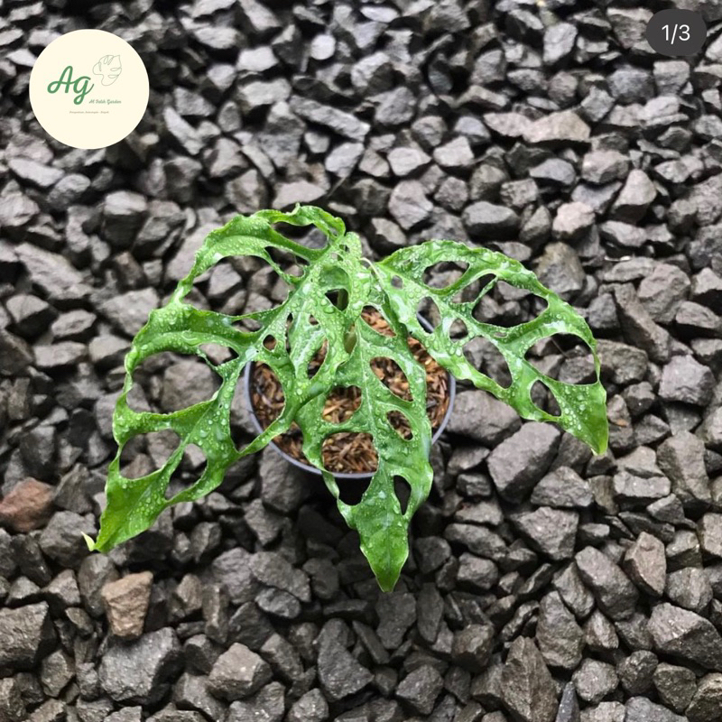 monstera obliqua peru