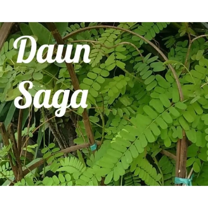 

DAUN SAGA OBAT SARIAWAN, TENGGOROKAN, PANAS DALAM FRESH PETIK LANGSUNG DARI KEBUN