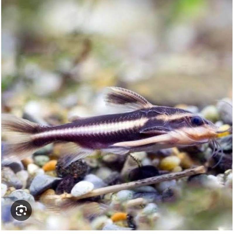 platydoras