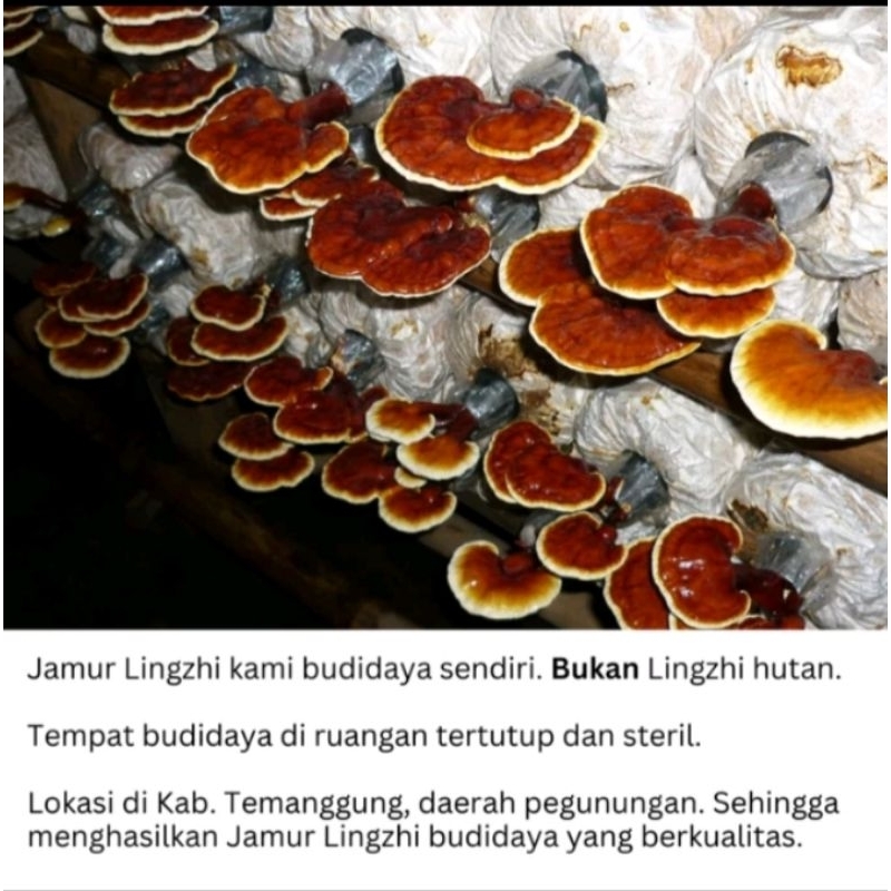 

JAMUR LINGZHI BUBUK EKTRAK